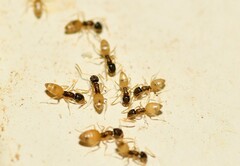 Tapinoma melanocephalum