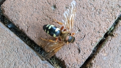 Sphecius speciosus