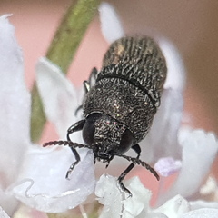 Acmaeoderini