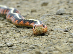 Thamnophis sirtalis concinnus
