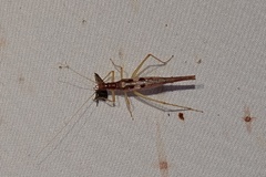 Neoxabea bipunctata
