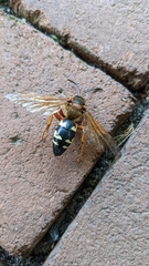 Sphecius speciosus