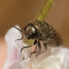Acmaeoderini