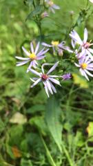 Symphyotrichum ciliolatum