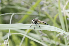 Promachus rufipes