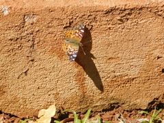 Vanessa braziliensis