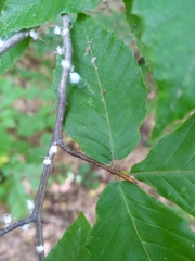 Grylloprociphilus imbricator