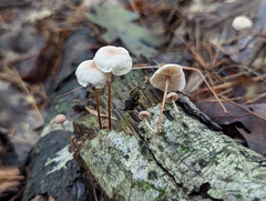 Mycetinis scorodonius