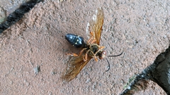 Sphecius speciosus