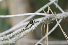 Promachus rufipes