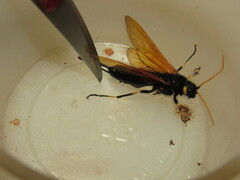 Urocerus californicus