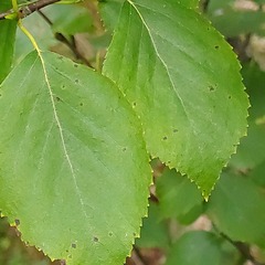 Betula pubescens