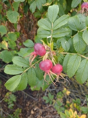 Rosa rugosa