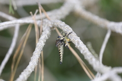 Promachus rufipes