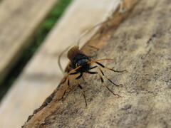 Urocerus californicus