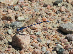 Argia vivida