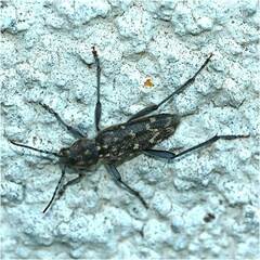 Xylotrechus rusticus