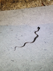 Serpentes