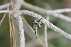 Promachus rufipes