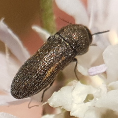Acmaeoderini