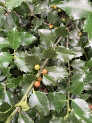 Ilex × meserveae