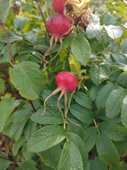 Rosa rugosa