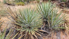 Yucca angustissima