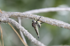 Promachus rufipes