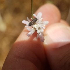 Acmaeoderini