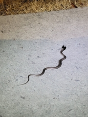 Serpentes