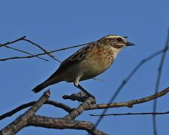 Saxicola rubetra