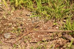 Aspidoscelis gularis