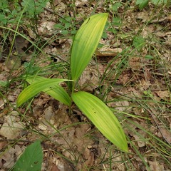 Veratrum lobelianum