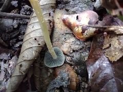 Panaeolus cyanescens