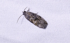 Gymnandrosoma punctidiscanum
