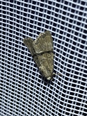 Mesoligia furuncula
