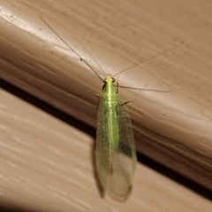 Chrysoperla rufilabris