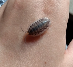 Oniscus asellus