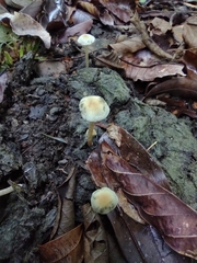 Panaeolus cyanescens