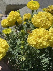 Ochlodes sylvanoides