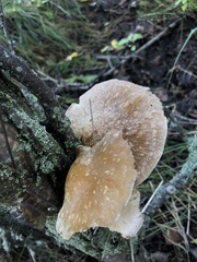 Tapinella panuoides