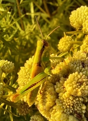 Melanoplus bivittatus