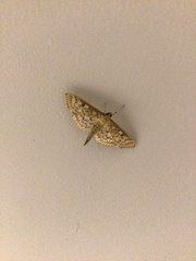 Herpetogramma