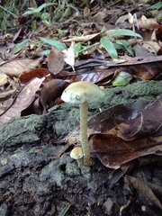 Panaeolus cyanescens