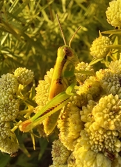 Melanoplus bivittatus