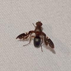 Delphinia picta
