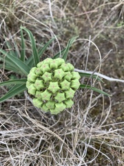 Asclepias