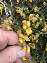 Hermannia multiflora