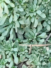 Petrophytum caespitosum