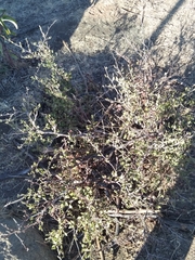 Cercocarpus minutiflorus